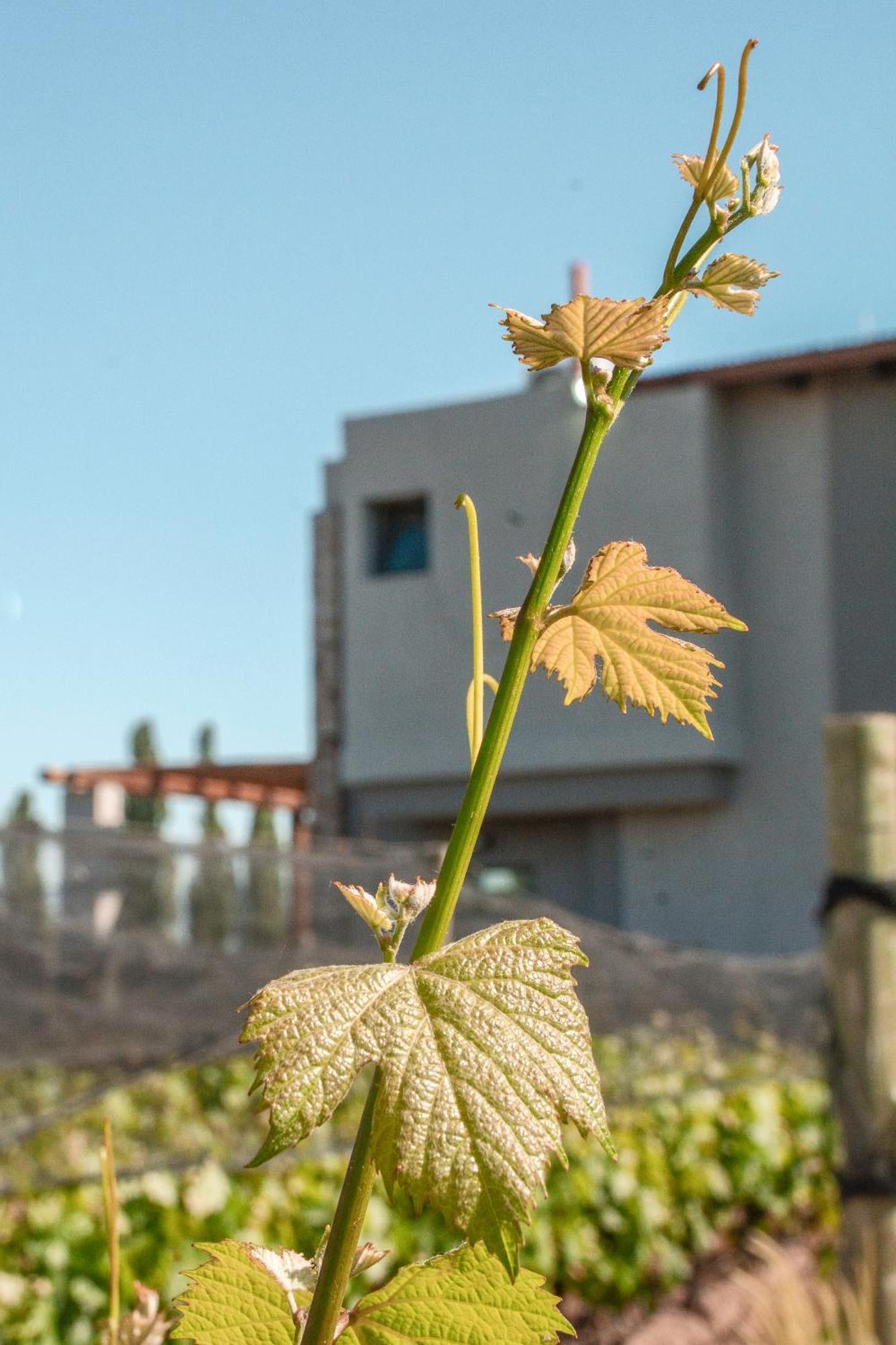 Agrelo Vines Lodge Eksteriør bilde